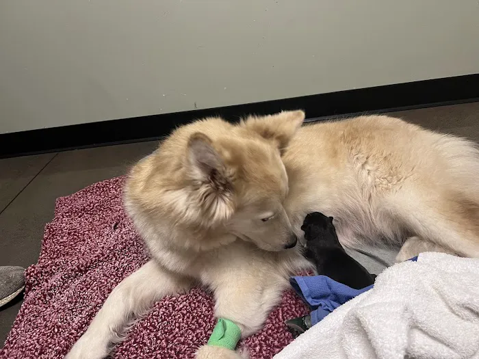 Columbia River Veterinary Specialists Picture 4