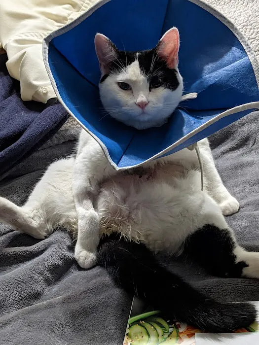 Feline Medical Clinic Picture 2