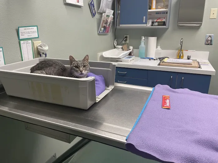 Feline Medical Clinic Picture 8