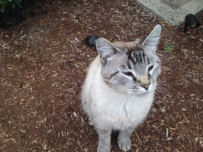 Feline Medical Clinic Picture 10