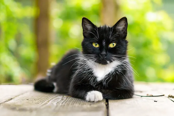 Feline Medical Clinic Picture 4