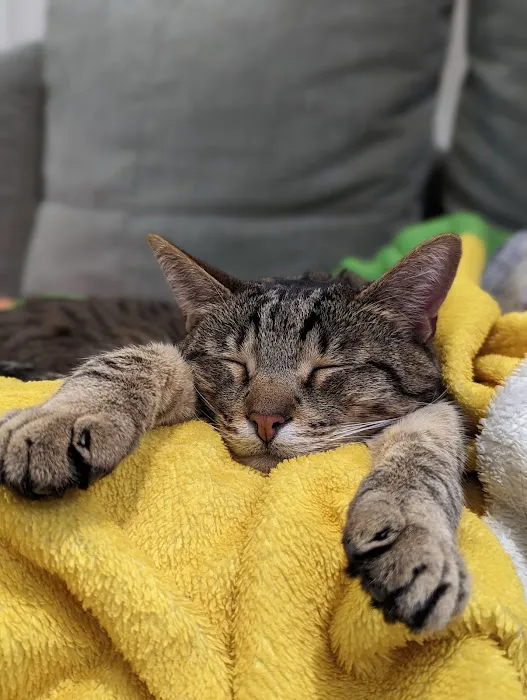 Feline Medical Clinic Picture 6