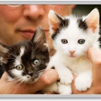 Good Neighbor Vet ico
