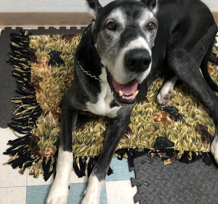 Three Creeks Urgent Care Clinic, A Thrive Pet Healthcare Partner Picture 10