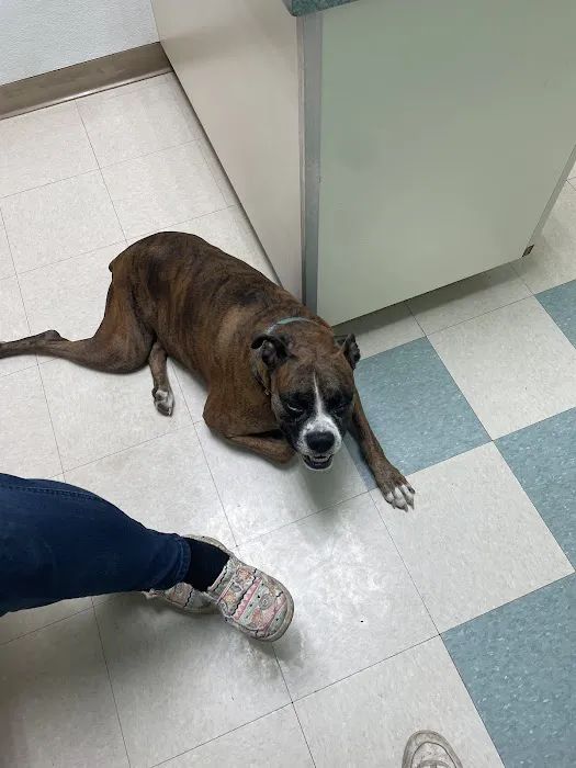 Three Creeks Urgent Care Clinic, A Thrive Pet Healthcare Partner Picture 2