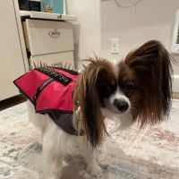 Mountain View Veterinary Hospital ico