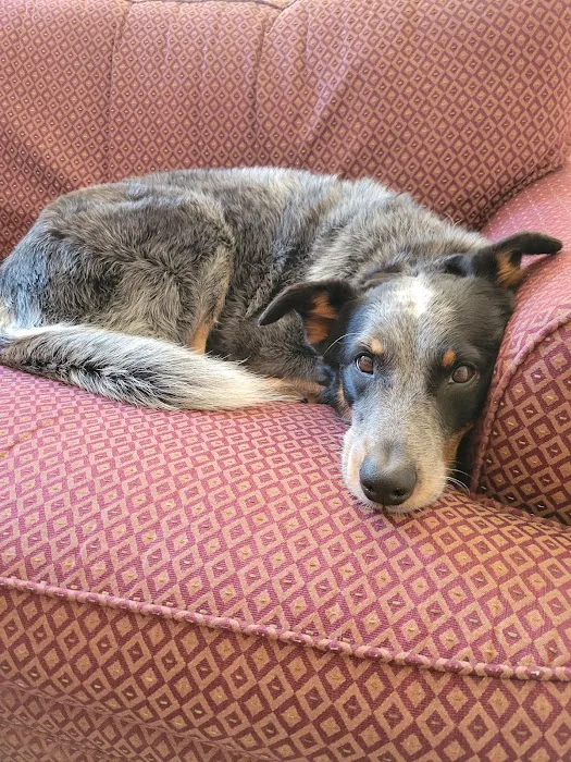 Mountain View Veterinary Hospital Picture 5