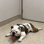 Neighborhood Pet Clinic