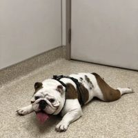 Neighborhood Pet Clinic ico