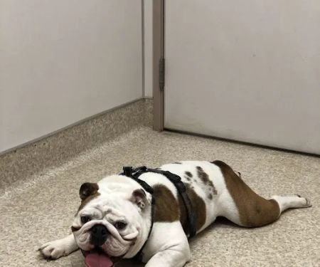Neighborhood Pet Clinic