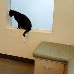 Sunnyside Veterinary Hospital
