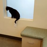 Sunnyside Veterinary Hospital ico