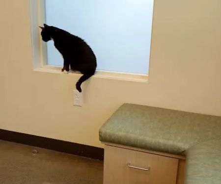 Sunnyside Veterinary Hospital