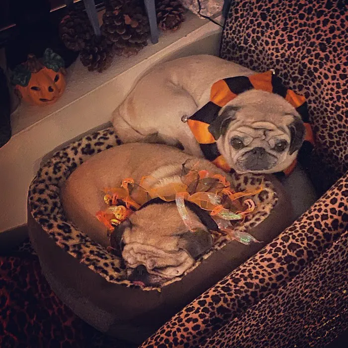 Sunnyside Veterinary Hospital Picture 3