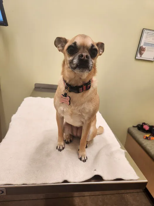 Sunnyside Veterinary Hospital Picture 7