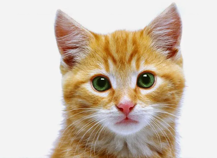 Happy Valley Veterinary Hospital Picture 3