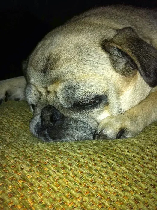 Happy Valley Veterinary Hospital Picture 10