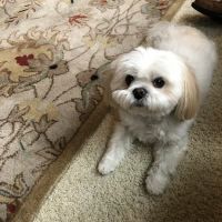 Happy Valley Veterinary Hospital ico