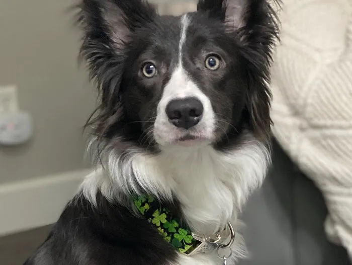 Fern Hill Veterinary Care Picture 6