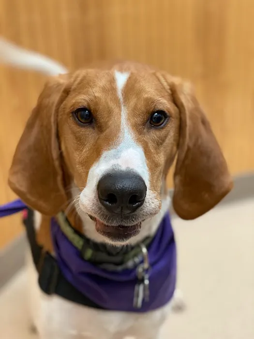 Fern Hill Veterinary Care Picture 7