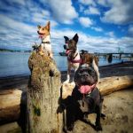 Fern Hill Veterinary Care