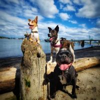 Fern Hill Veterinary Care ico