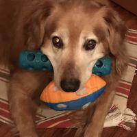 Animal Care Clinic ico