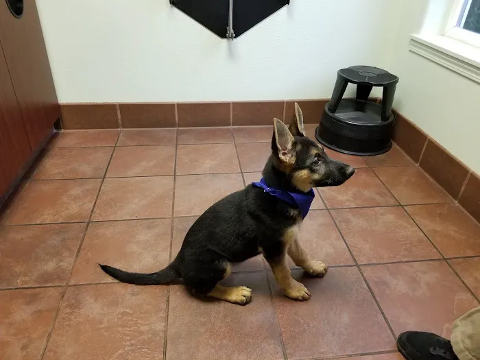 VCA East Mill Plain Animal Hospital Picture 9