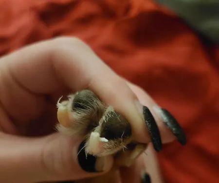 Banfield Pet Hospital