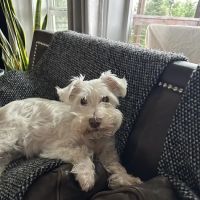 Orchards Veterinary Clinic ico