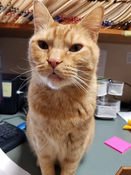 Orchards Veterinary Clinic Picture 10
