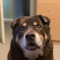 Orchards Veterinary Clinic: Braun Ryan DVM ico