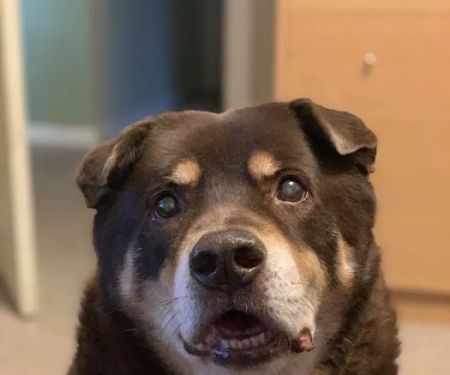 Orchards Veterinary Clinic: Braun Ryan DVM