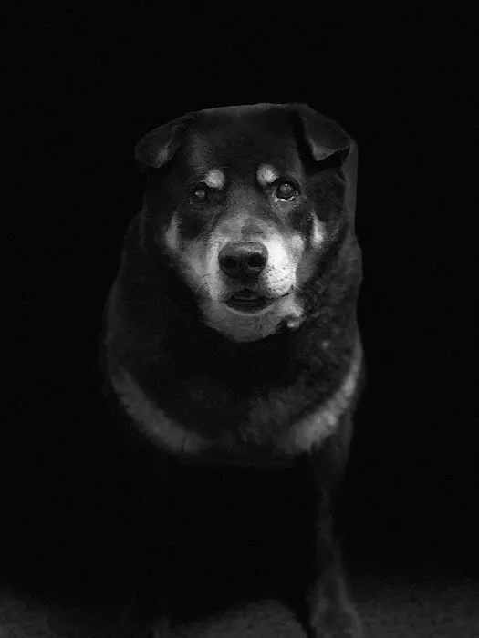 Orchards Veterinary Clinic: Braun Ryan DVM Picture 3