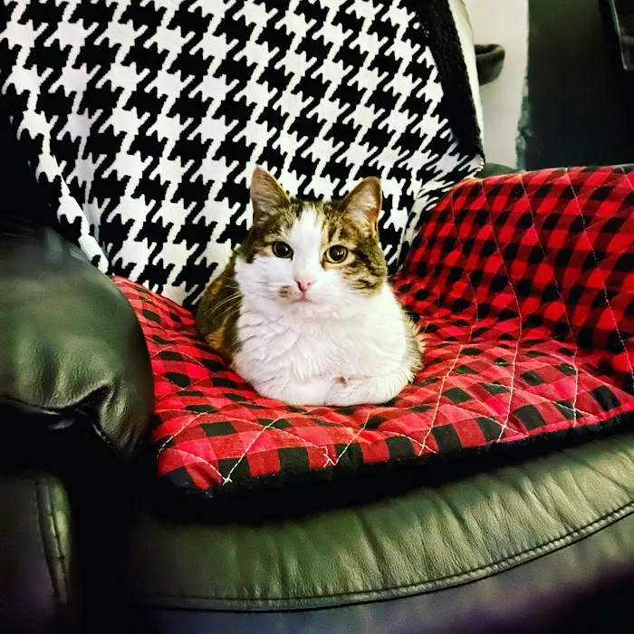 All Cat Clinic Picture 9