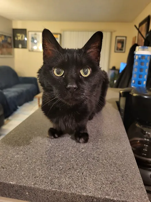 All Cat Clinic Picture 4