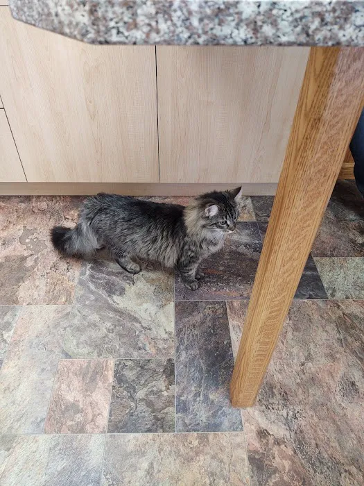 All Cat Clinic Picture 5