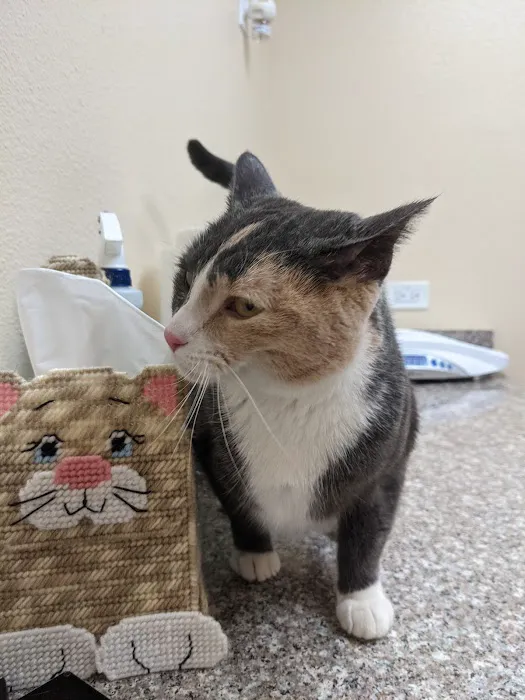 All Cat Clinic Picture 3