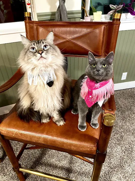 All Cat Clinic Picture 10