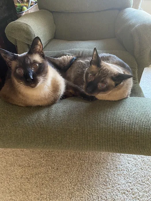 All Cat Clinic Picture 2