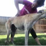 Balanced Animal Wellness, LLC