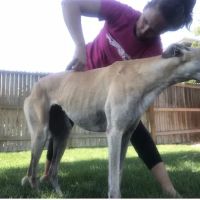 Balanced Animal Wellness, LLC ico