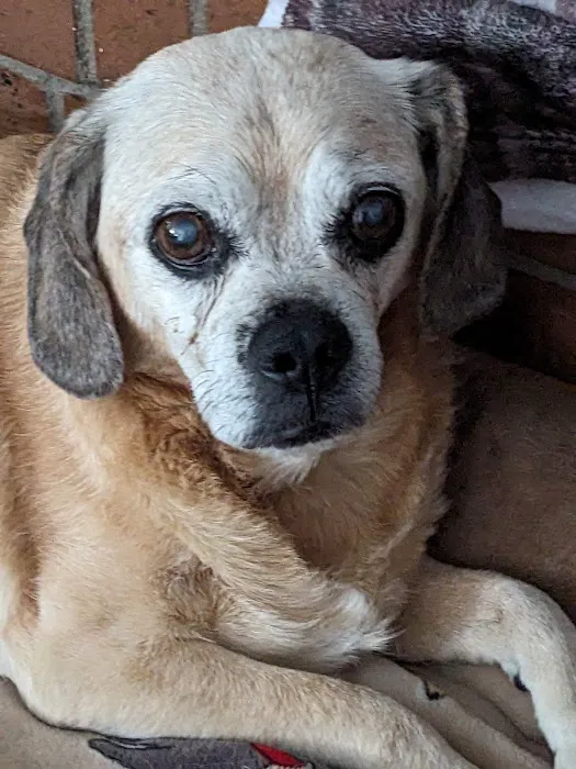 Balanced Animal Wellness, LLC Picture 3