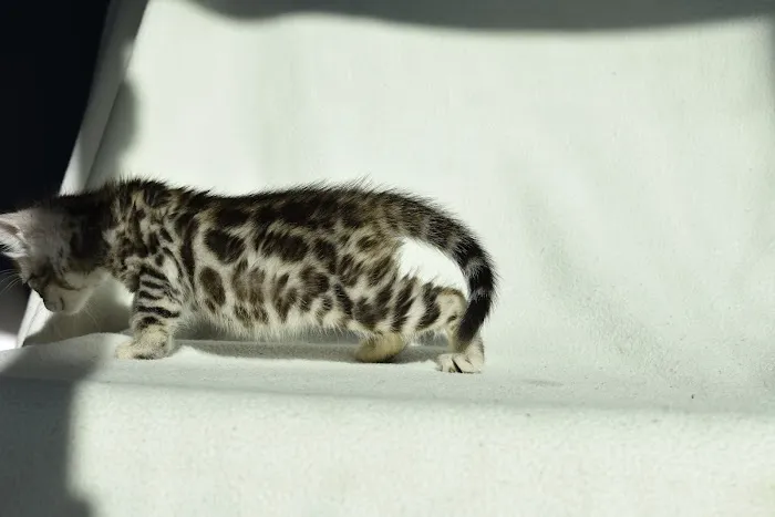 WildEdge Bengals Picture 2