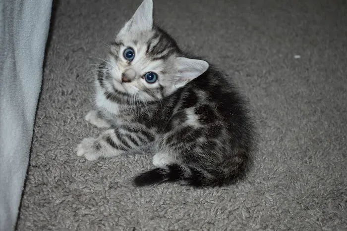WildEdge Bengals Picture 7