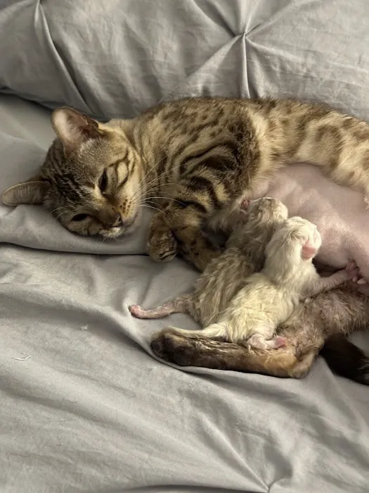 WildEdge Bengals Picture 9