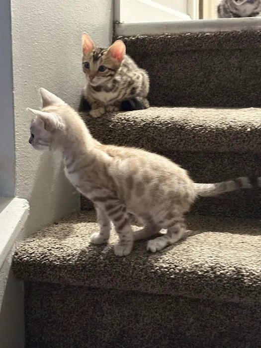 WildEdge Bengals Picture 3