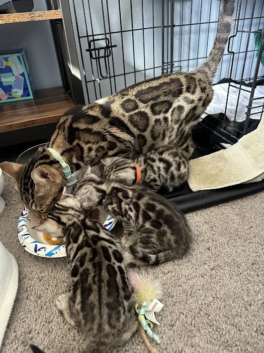 WildEdge Bengals Picture 8