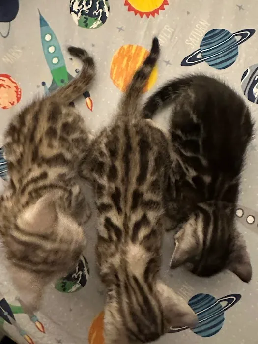 WildEdge Bengals Picture 1