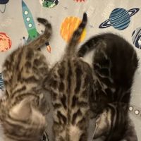 WildEdge Bengals ico